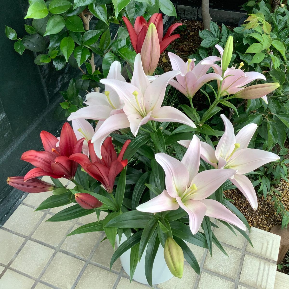 今日の花便り💐