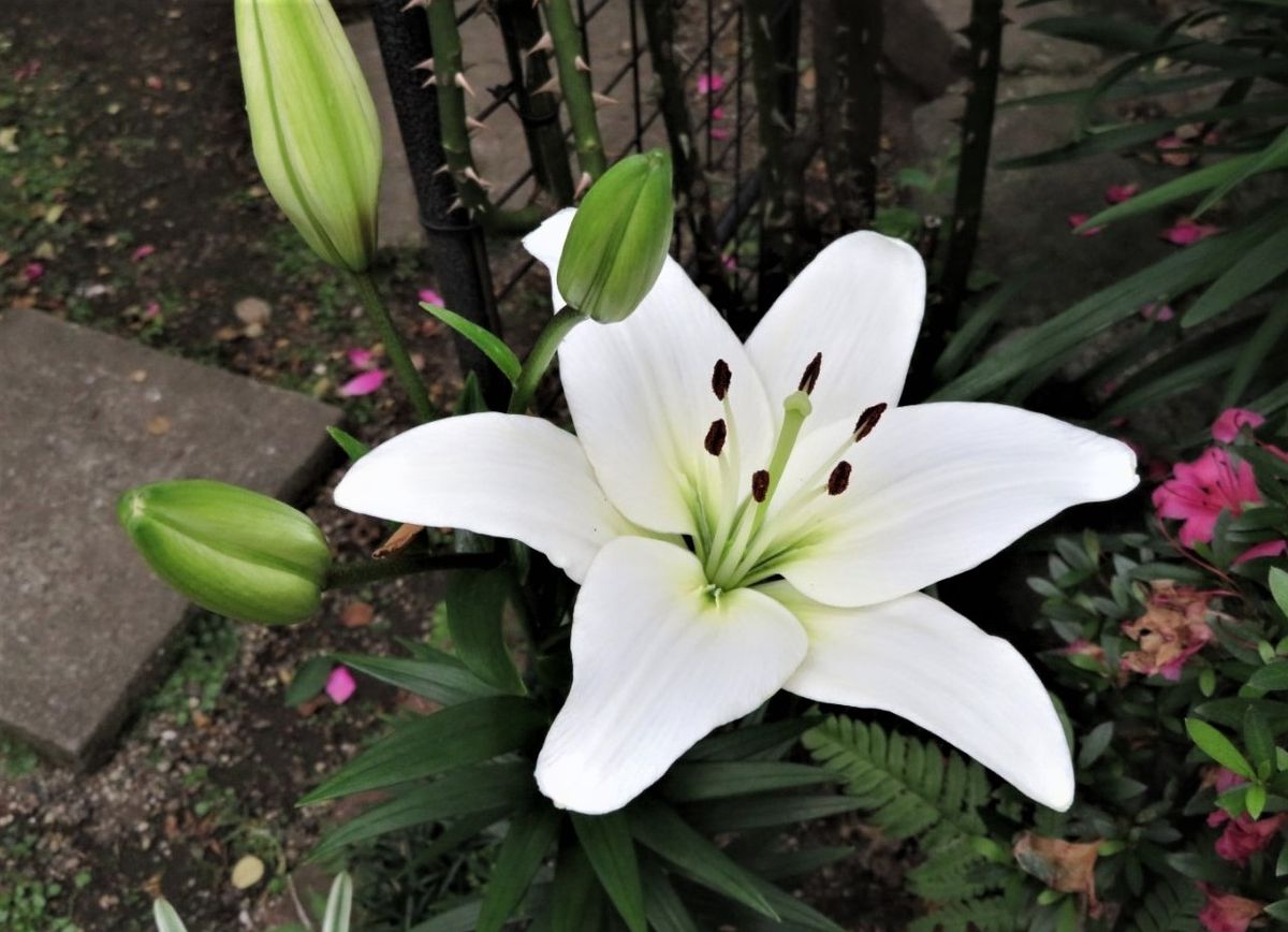 🌻今日の花たち🌻その89