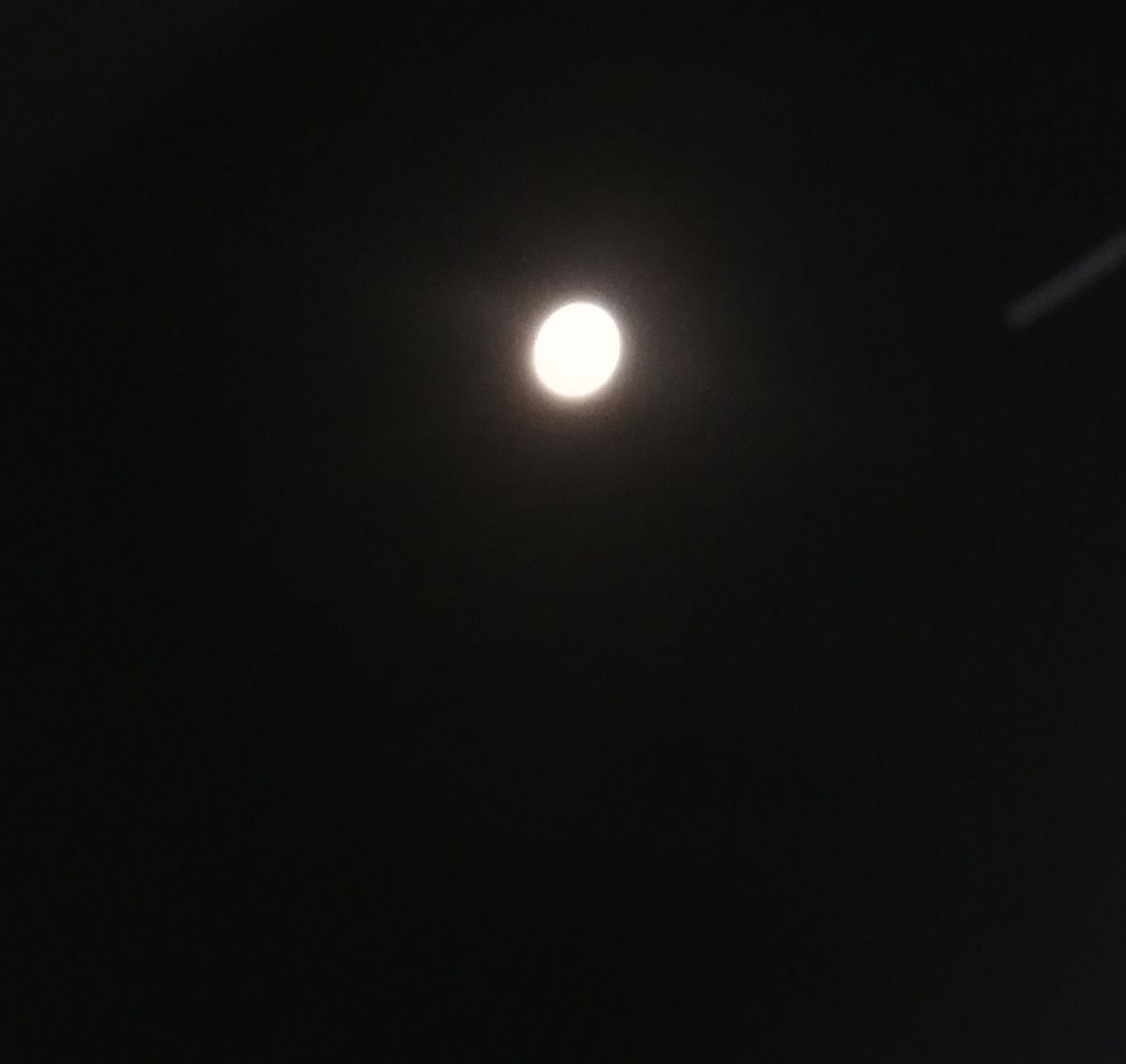 今日は曇りです。オリーブの実。深山蛍蔓。満月🌕。