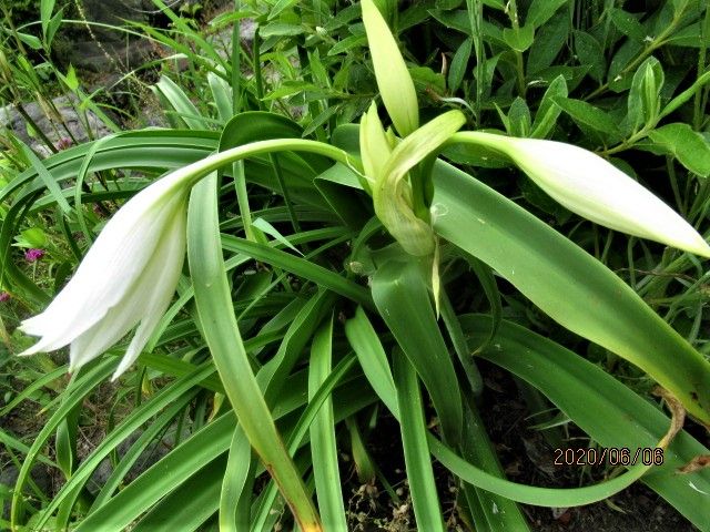 ハマユウの花