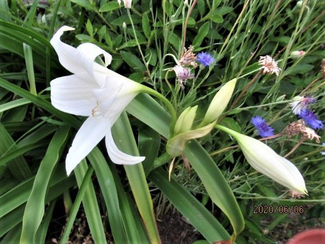 ハマユウの花