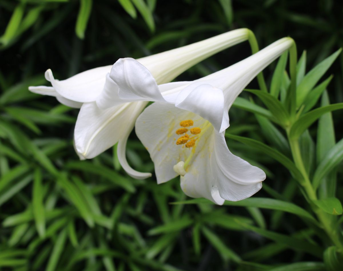 ユリの花もスタート