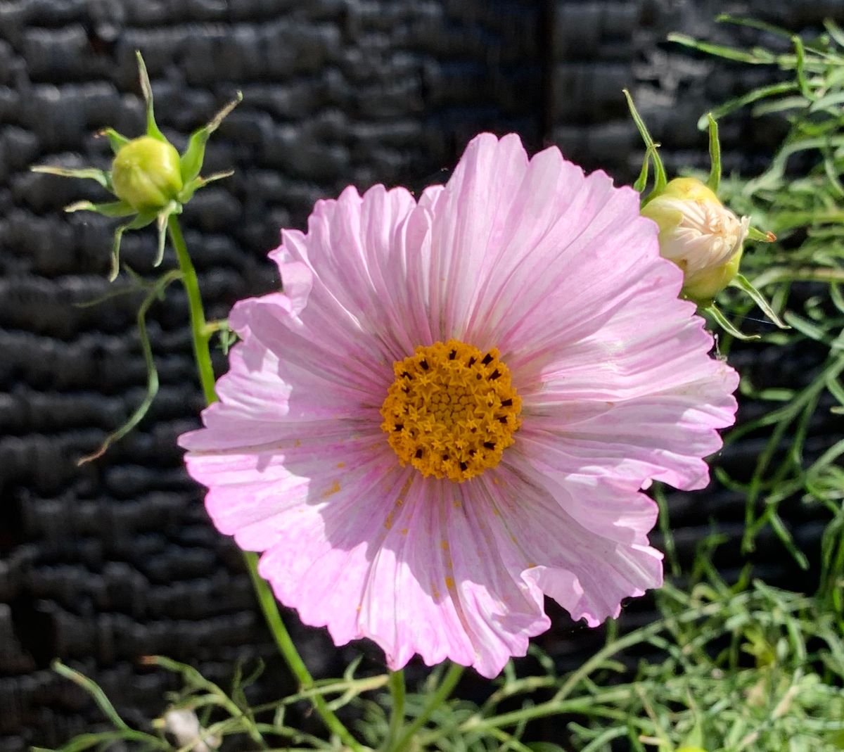 今日の花