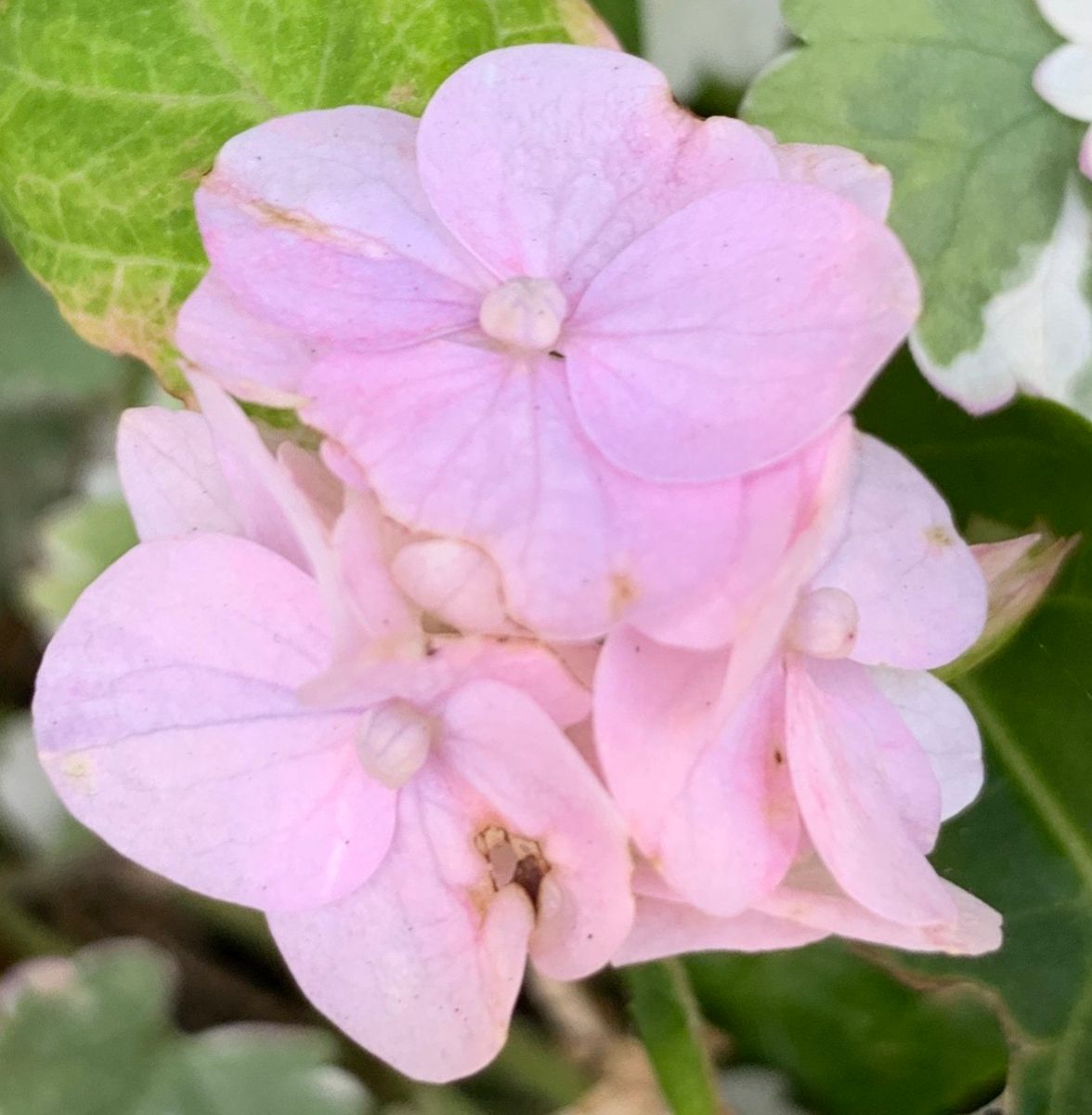 今日の花