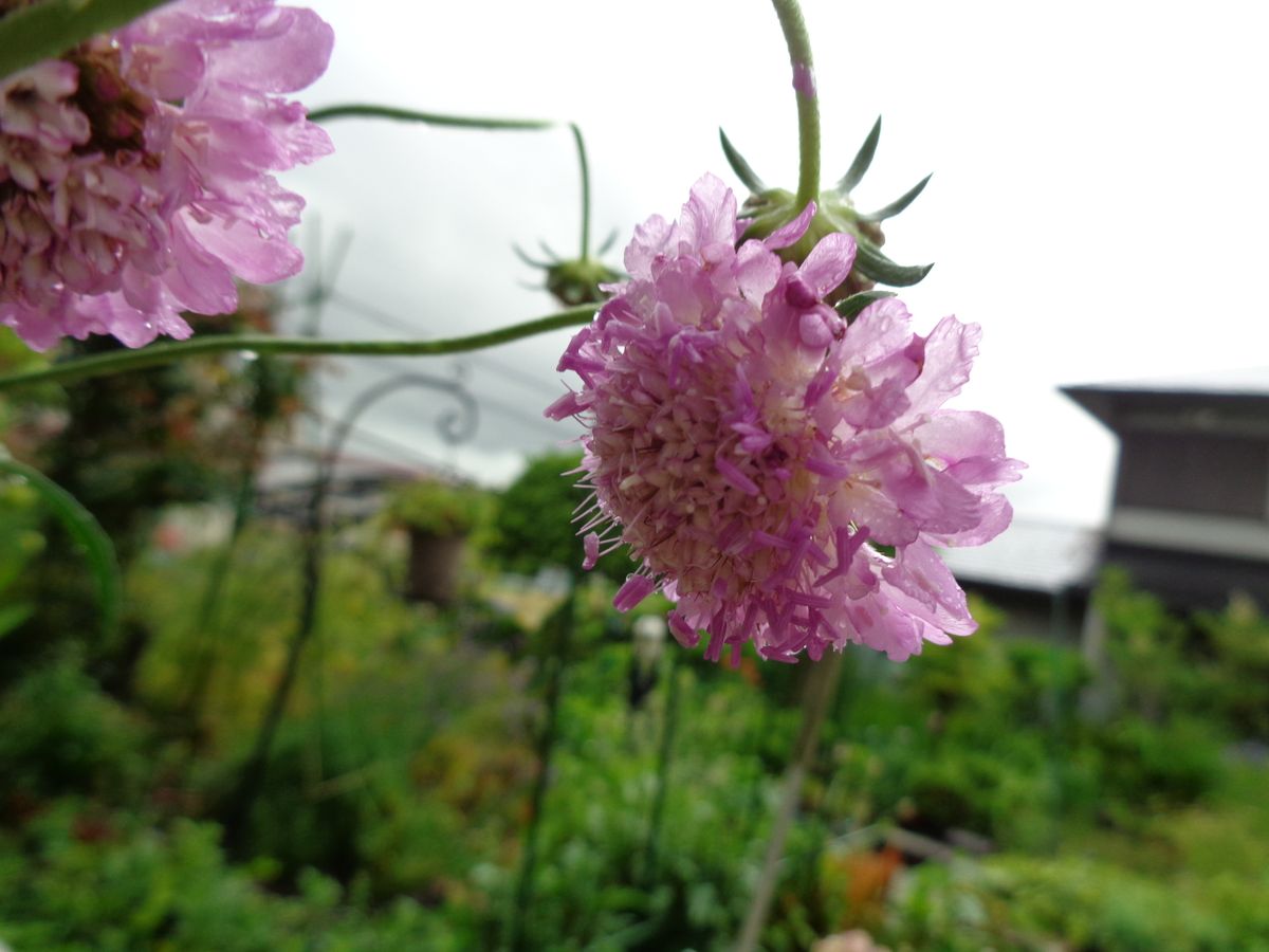 玄関ポーチのお花たち