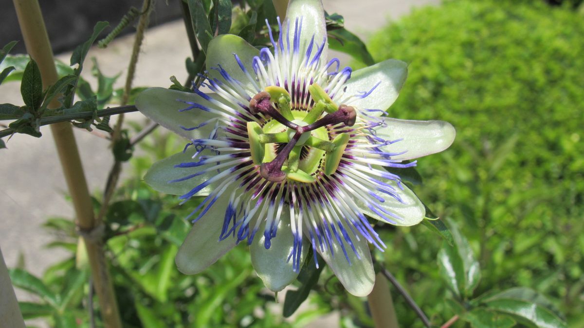 今朝の花-トケイソウ