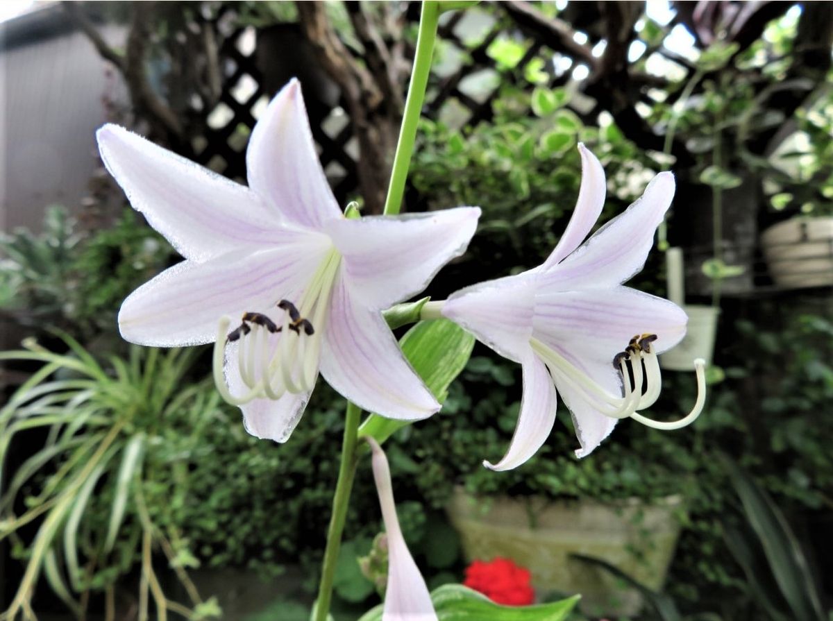 🌻今日の花たち🌻その106