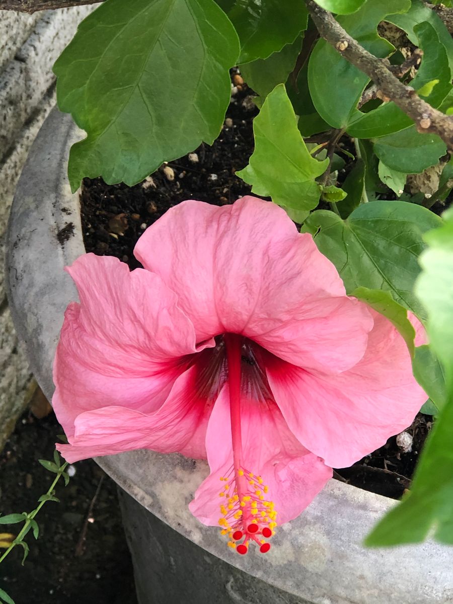 夏の花🌺