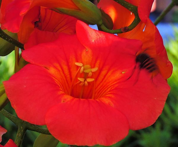 夏の花～ノウゼンカズラ