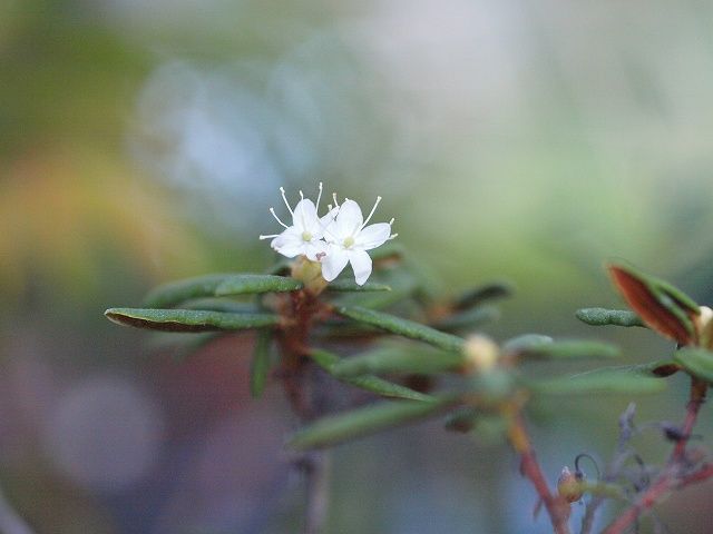 イワシャジン・シマシャジンなど