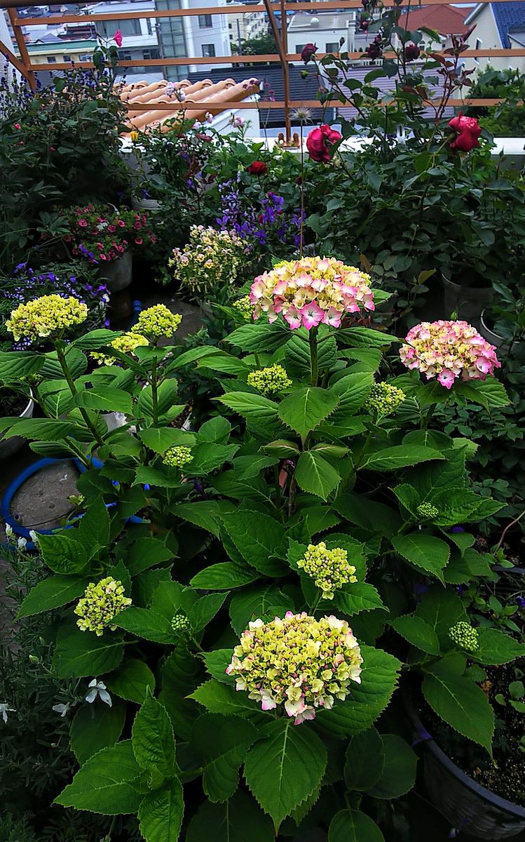 紫陽花が色づき始めました🎵