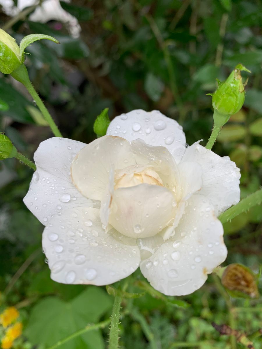 2番花のシーズンが来ました