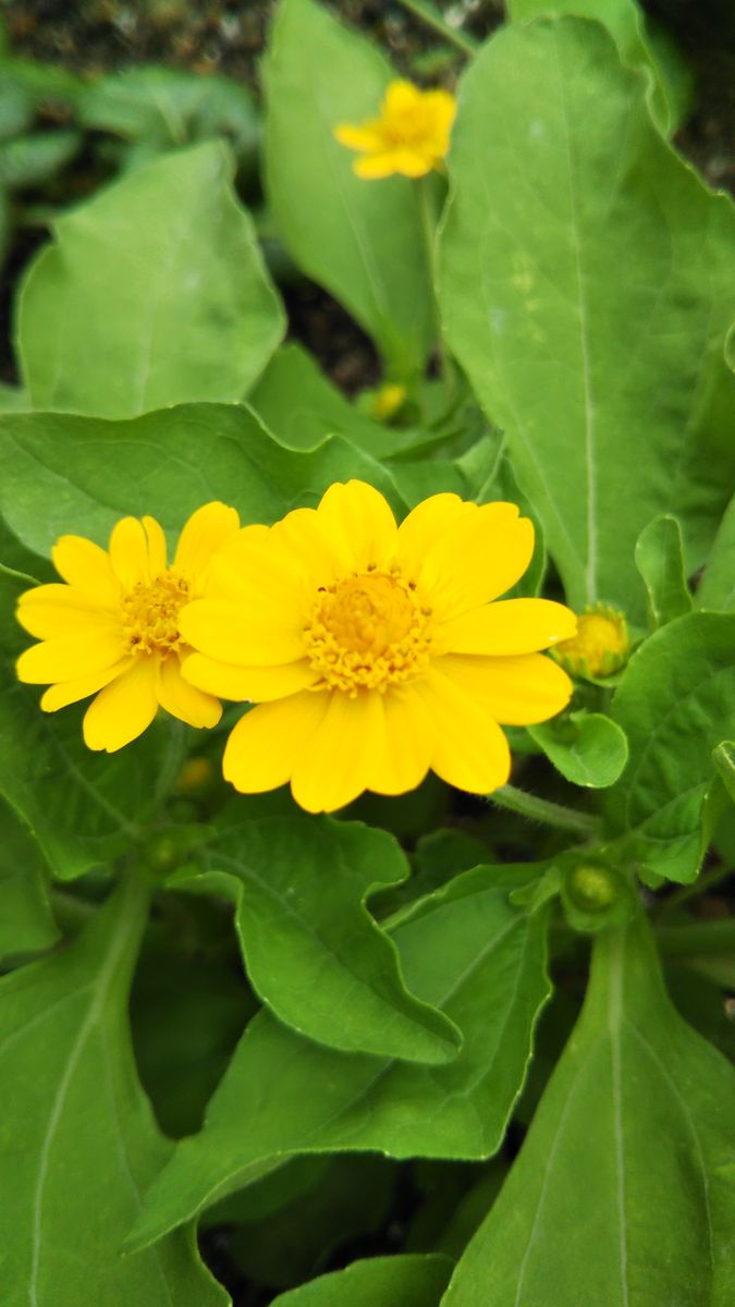 今日のお花たち7月４日