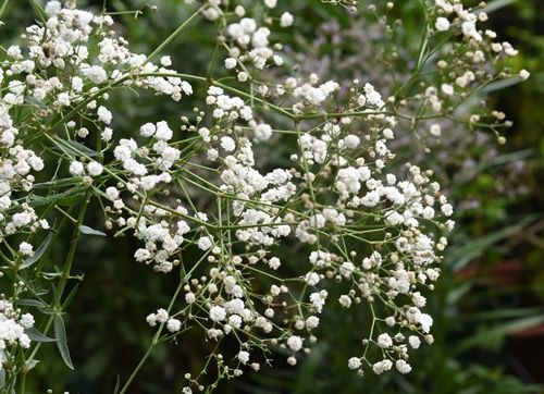 小さな花も面白い。