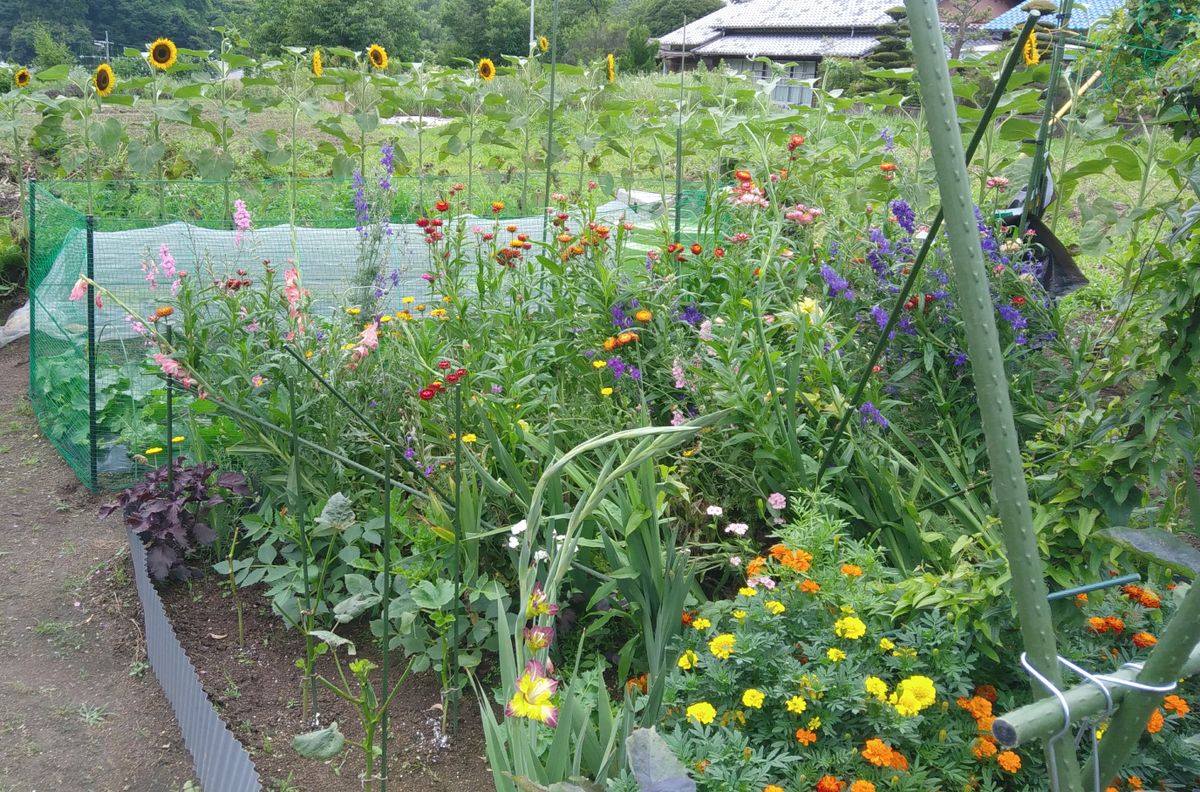 こんにちは🌻