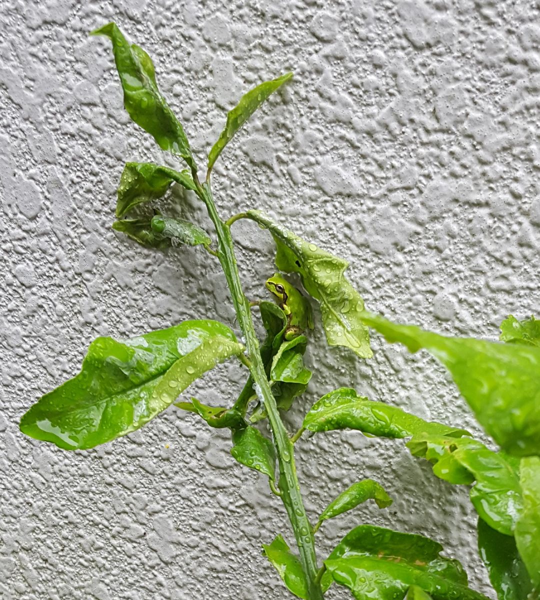 目覚めたらどしゃぶり☔☔☔