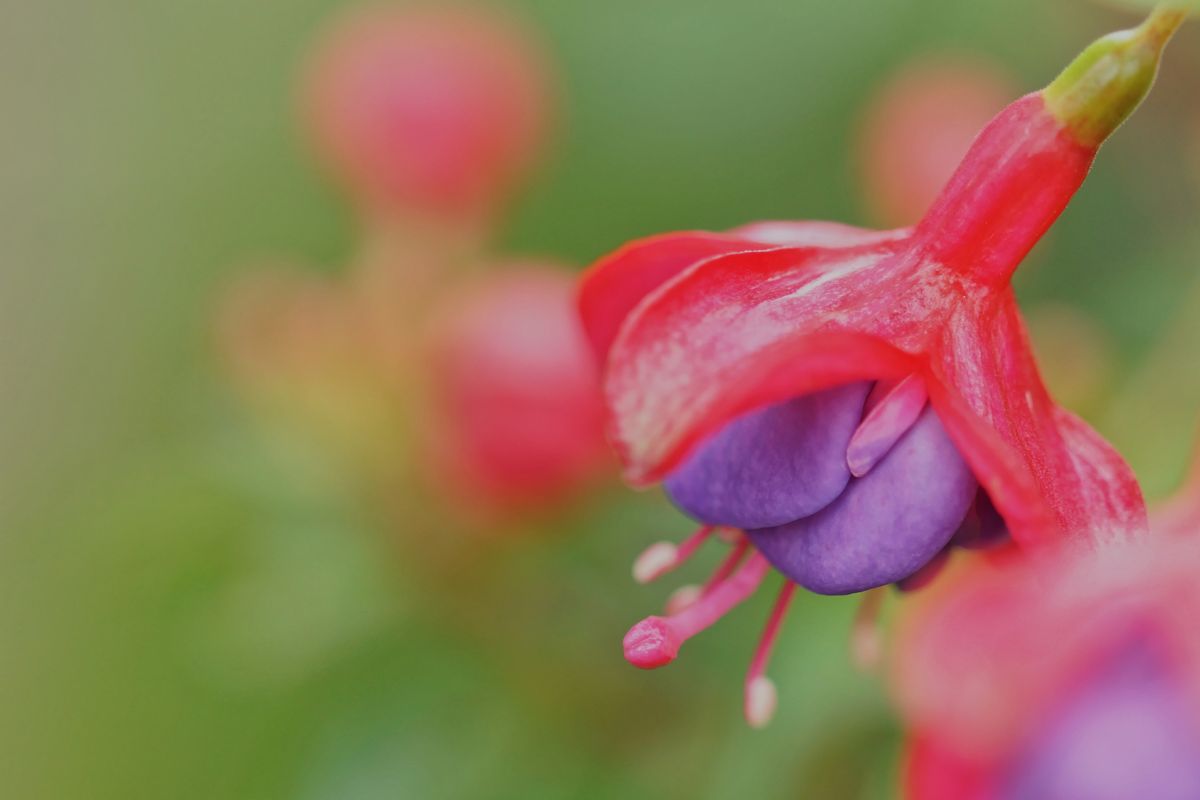 開花写真,ジニアほか