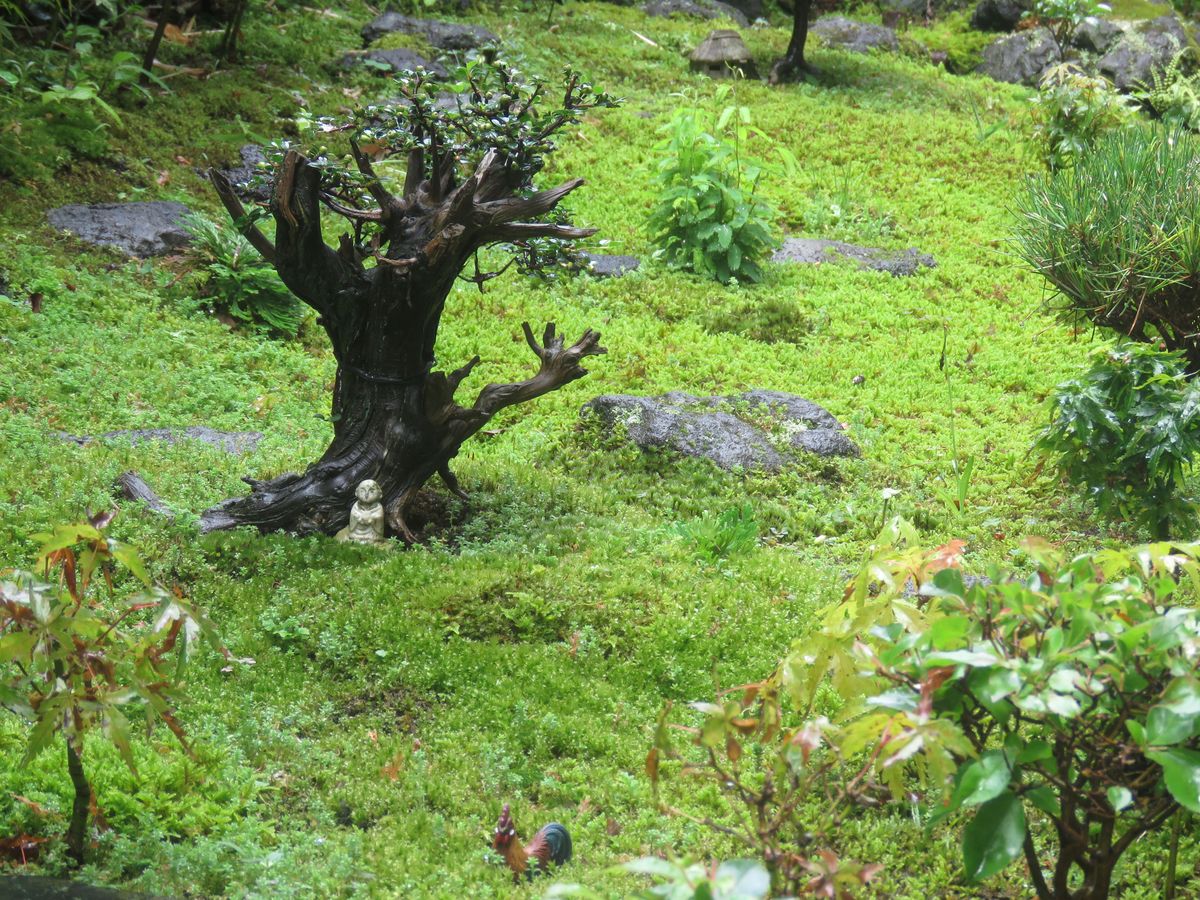 長雨の苔庭