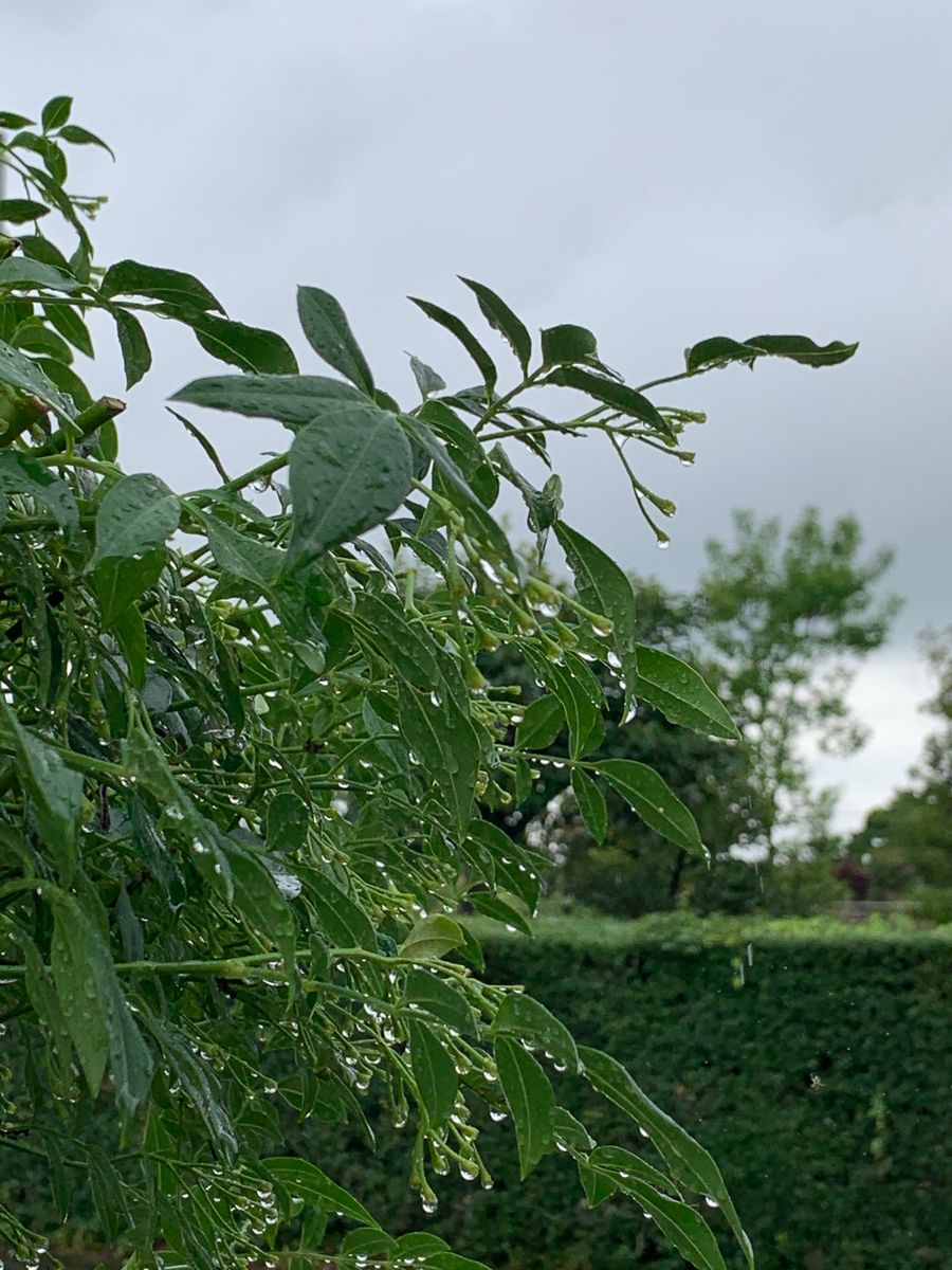 雨の庭