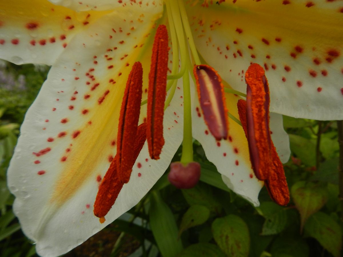 大きな花が…