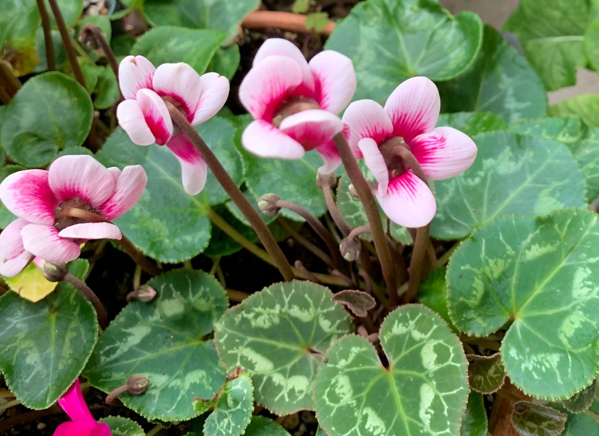 今日の花