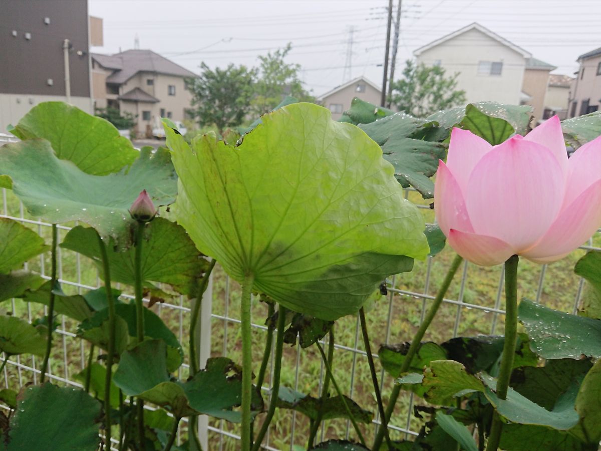 嬌蓉椀蓮２日目