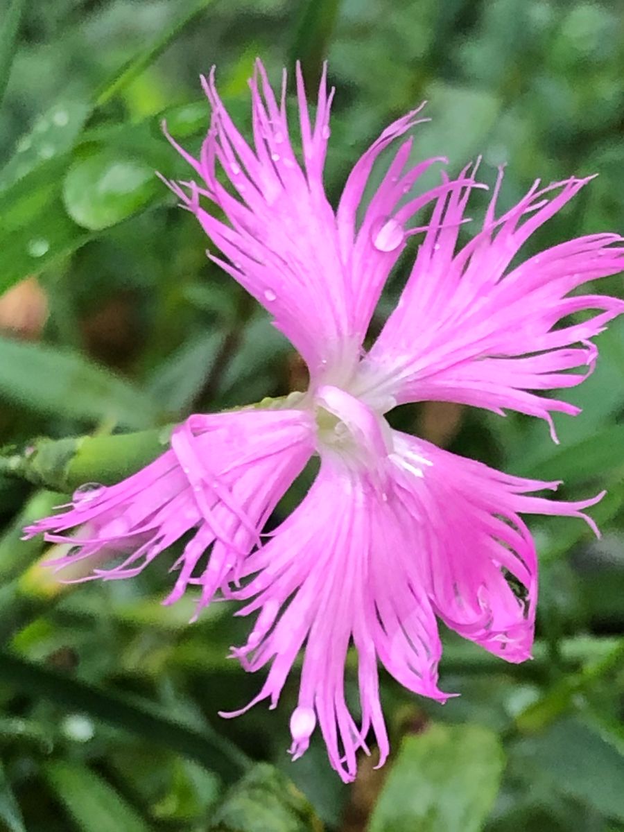 清楚なカワラナデシコ開花🎵