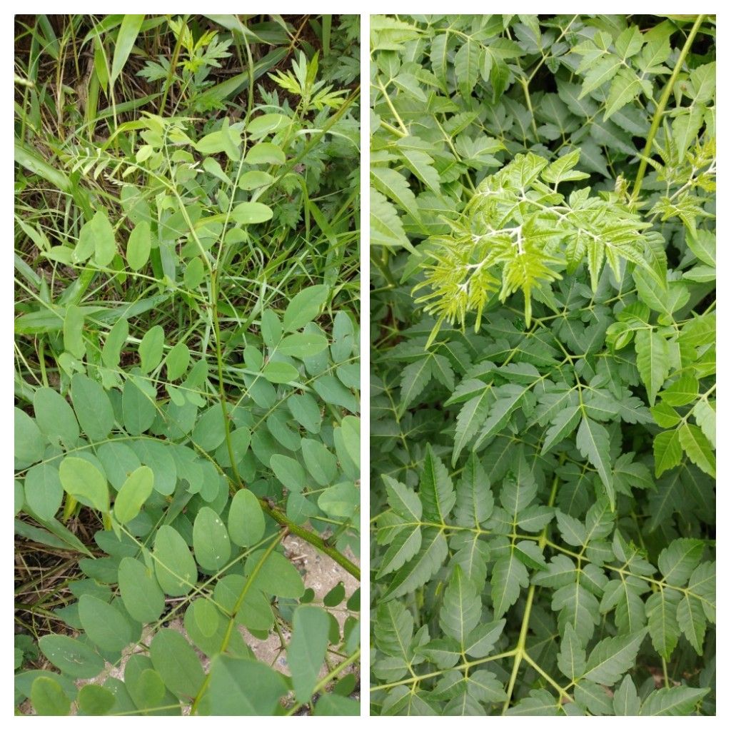 散歩道で見かけた植物！