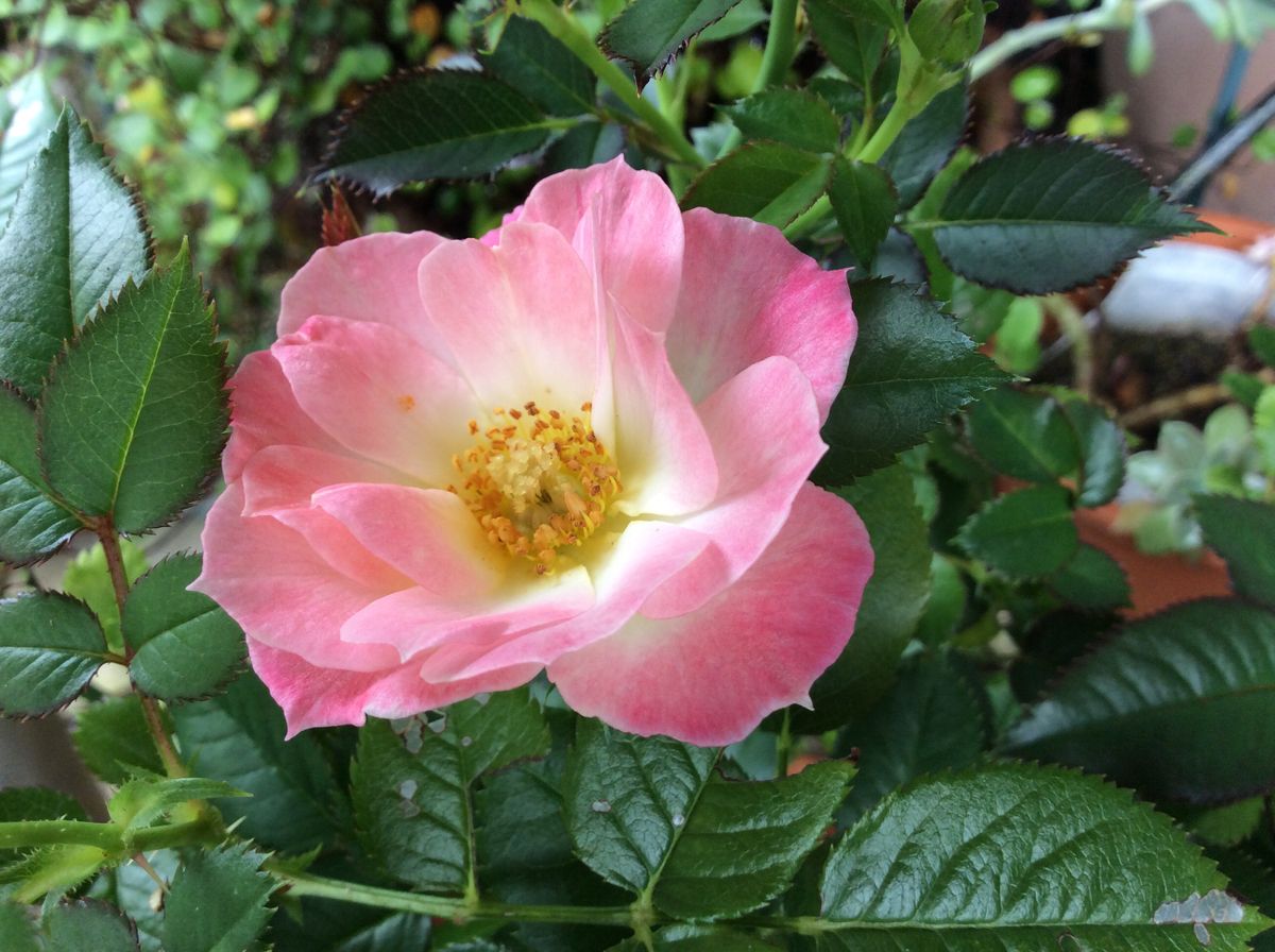 今日の花  🎀雨の中しっとり咲いてます7/15