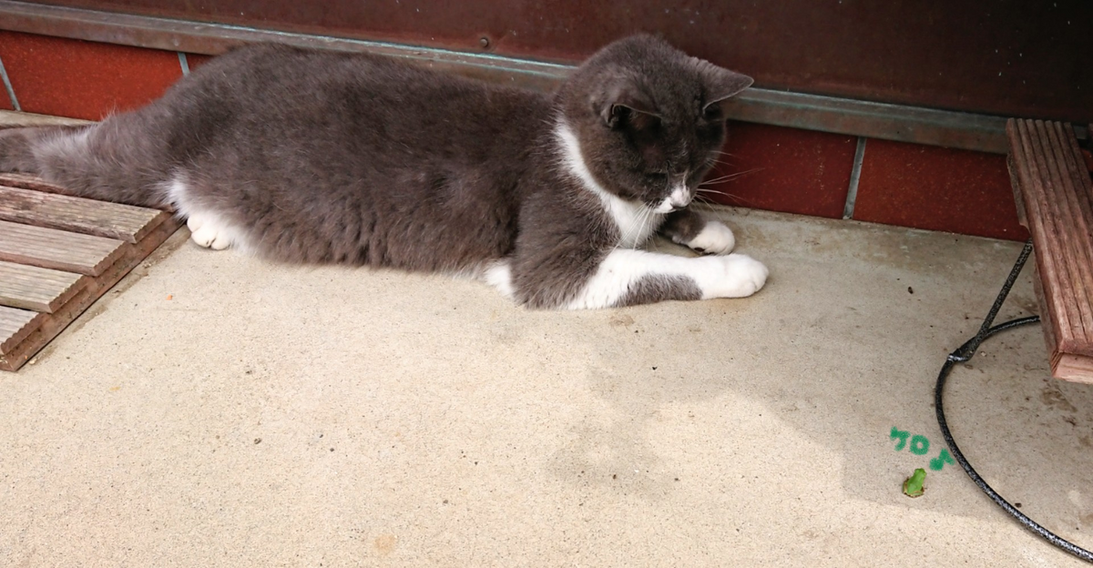 7月12日  🌈日曜日のちーまる🐈