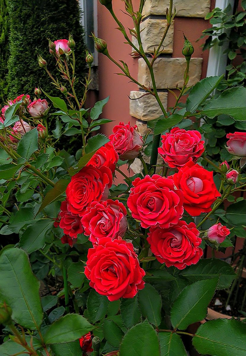 ご近所の花②薔薇🌹