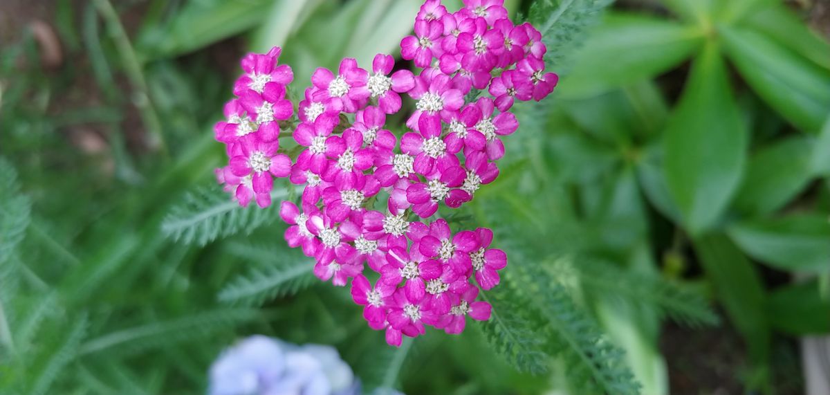 今朝の花