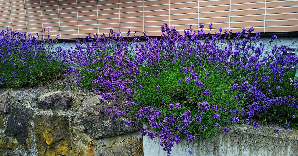 ご近所の花⑥らラベンダー