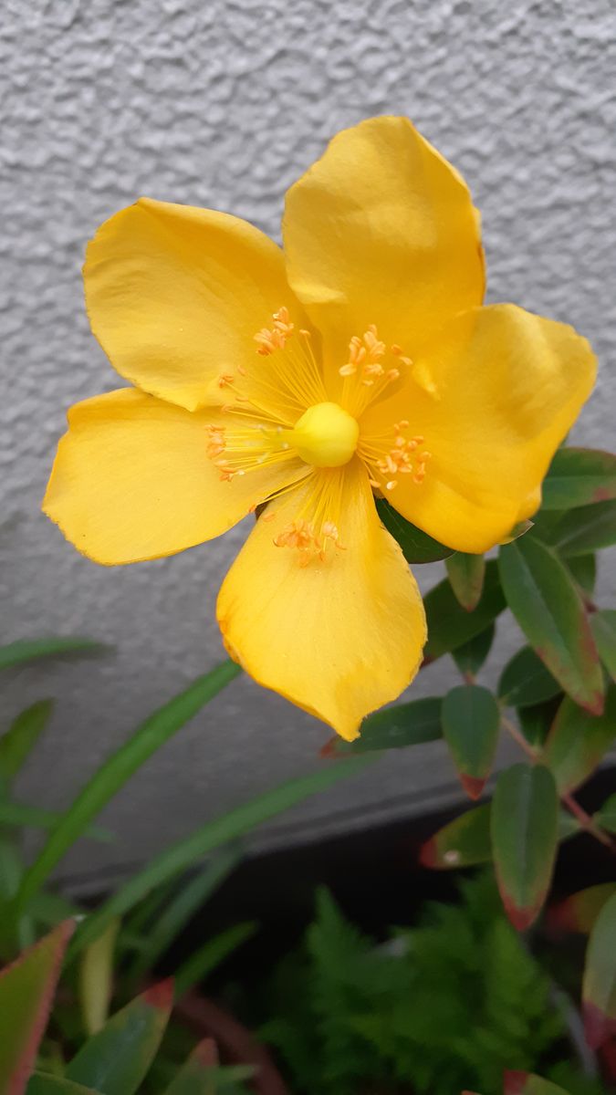 ふくおかルーバルガーデン3～夏🌺👒の***  庭便り～虫の🍀食害にあった椿