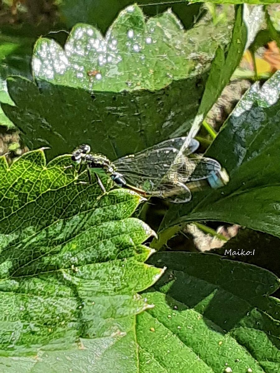 糸蜻蛉と苺の葉。