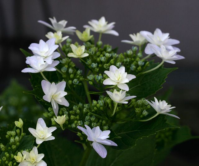 紫陽花　墨田の花火