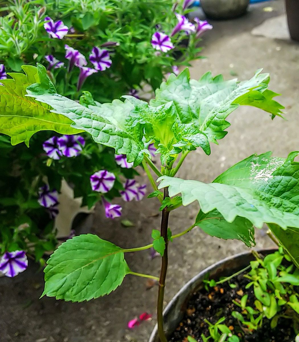 種こぼれ野菜