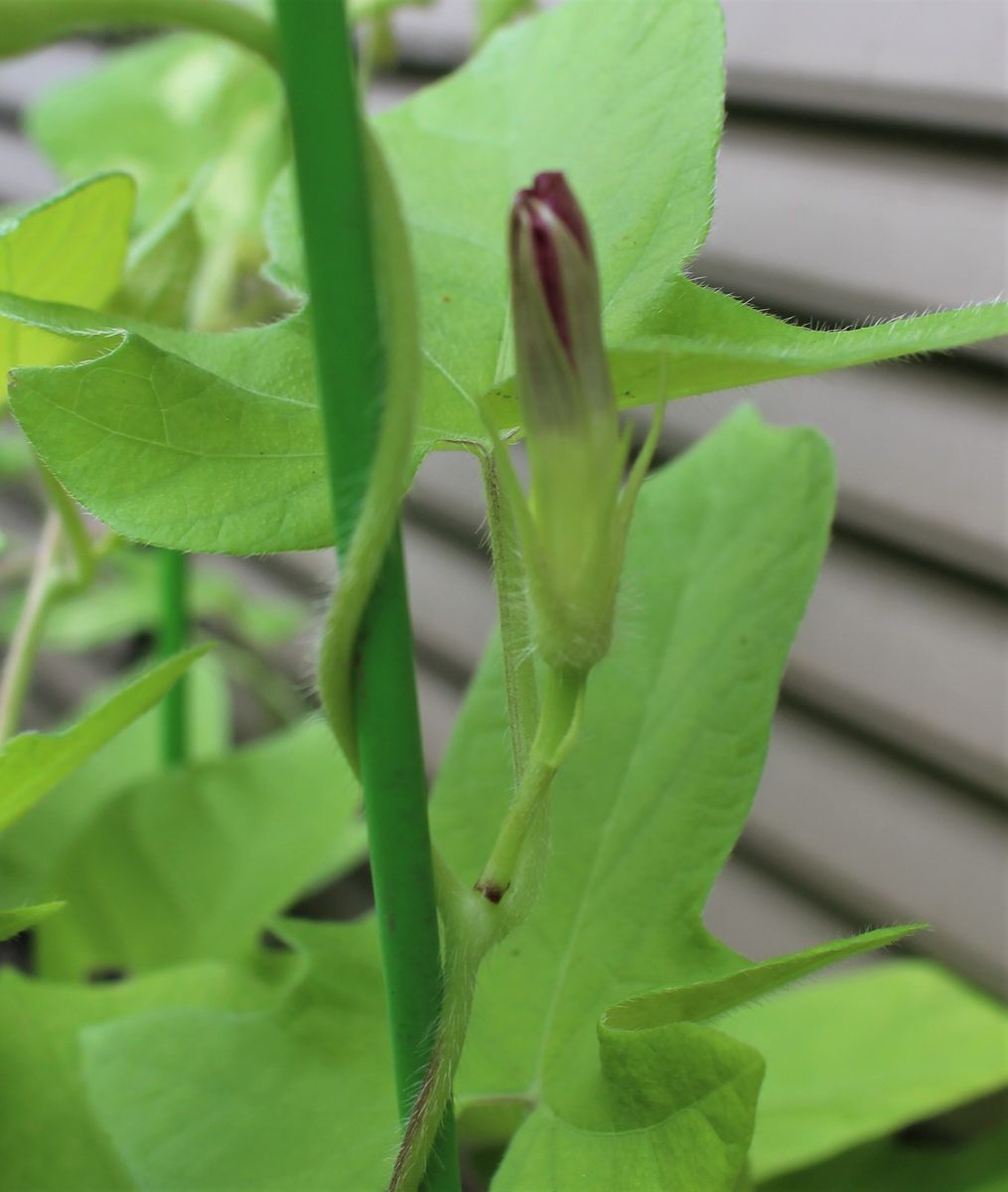 ピンクの小花