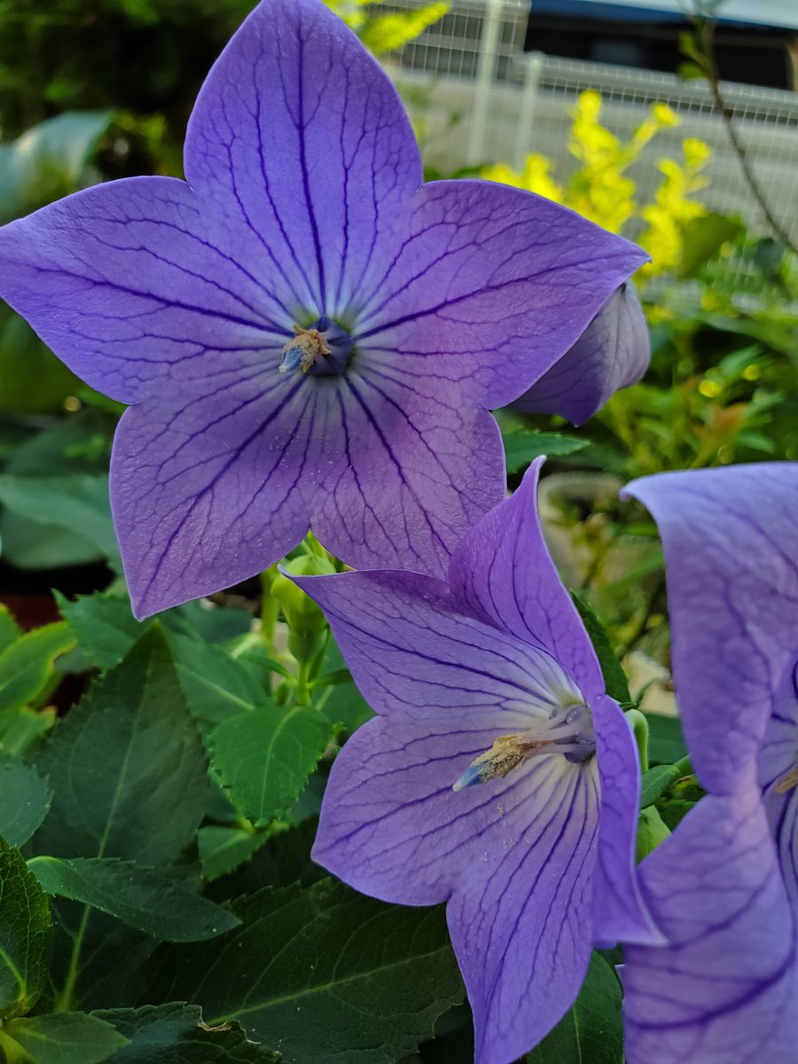 🌸園芸好きは、遺伝です😆🎶