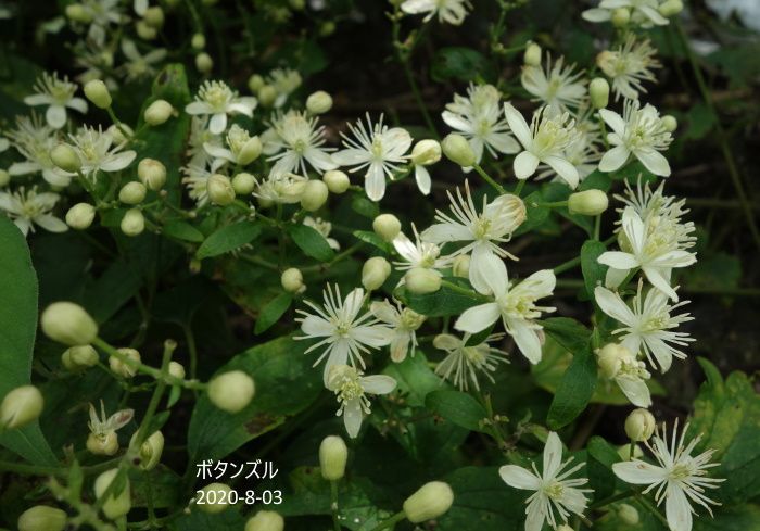 里山の花たち