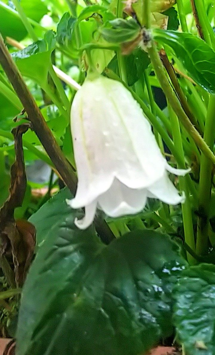 山野草の二番花🌿