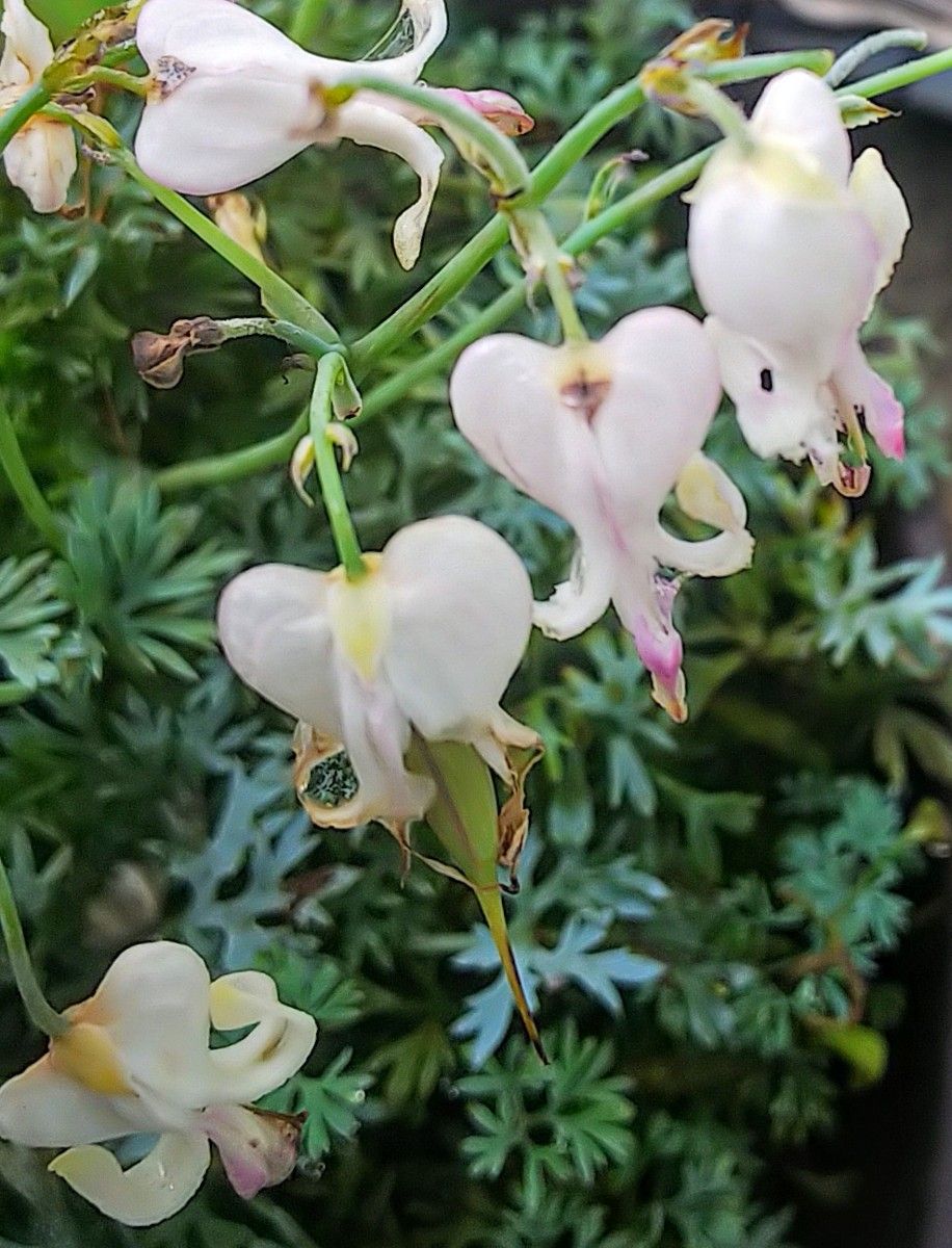 山野草の二番花🌿