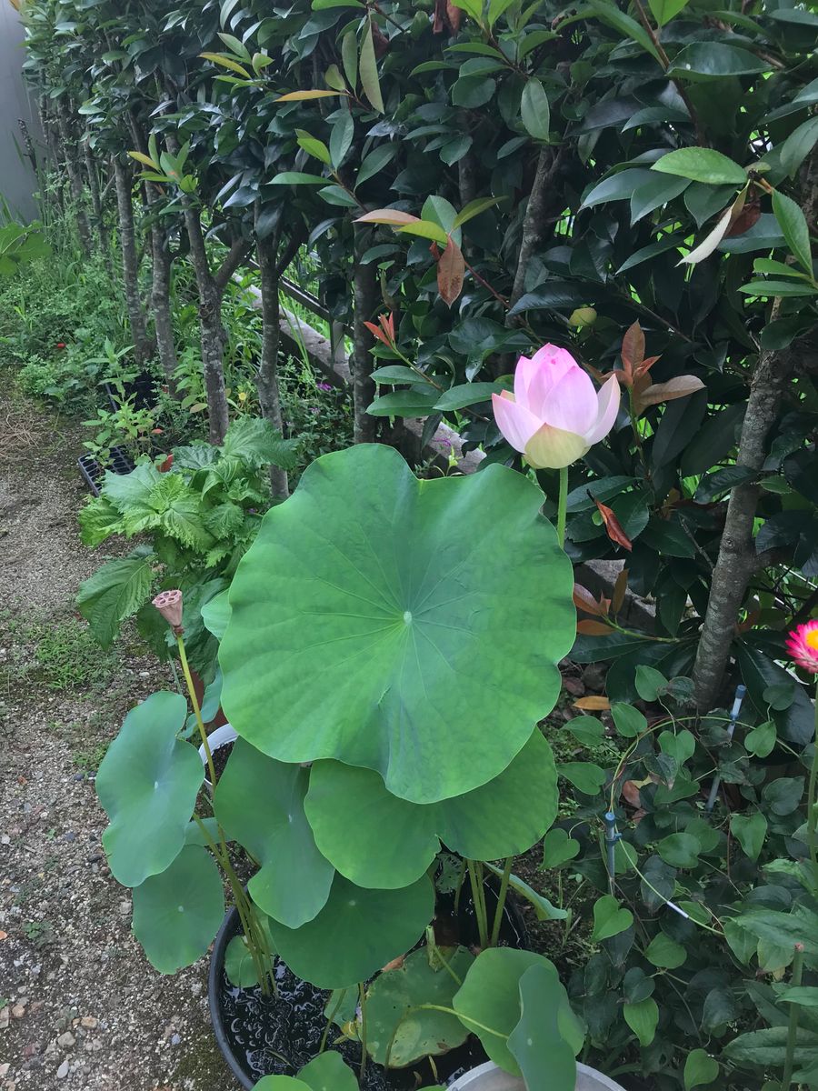 🌸🌸アレもコレも！お花が沢山咲いてきました①🌸🌸