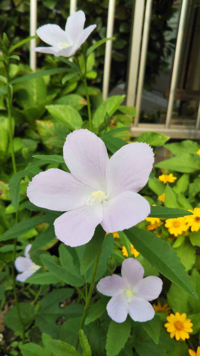 今日のお花たち８月８日