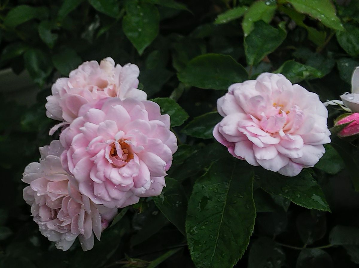 小雨の朝の薔薇🌹②