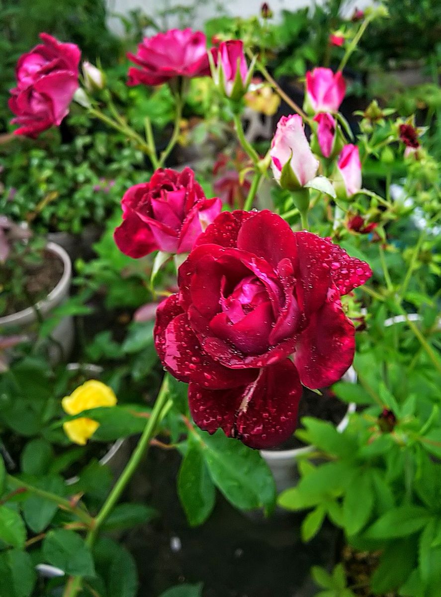 小雨の朝の薔薇🌹②