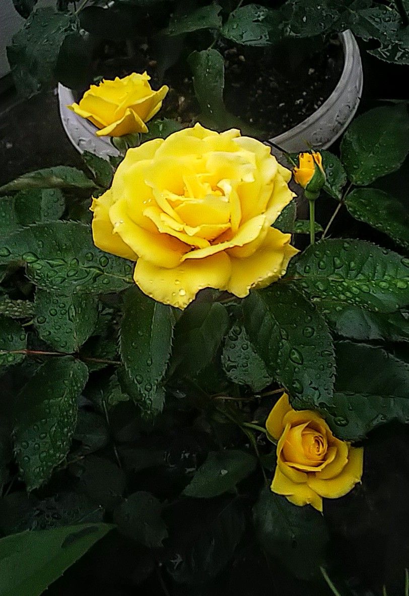 小雨の朝の薔薇🌹②