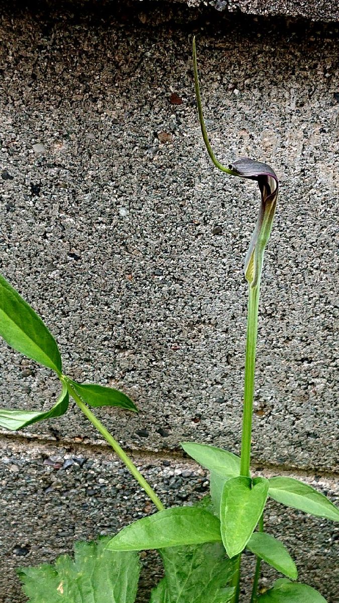 あれ？知ってる子が…