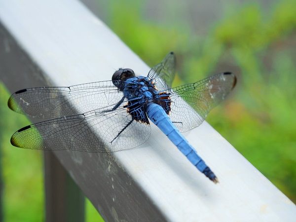 野鳥の贈り物♪