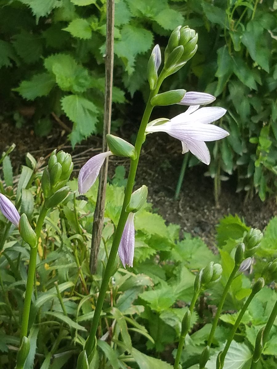 ギボウシの花